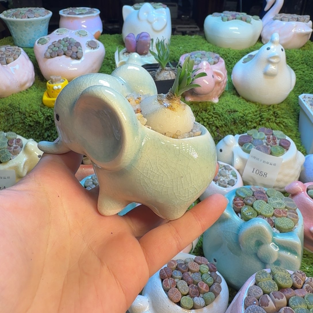 姜***笑多肉葡萄的季节性1077