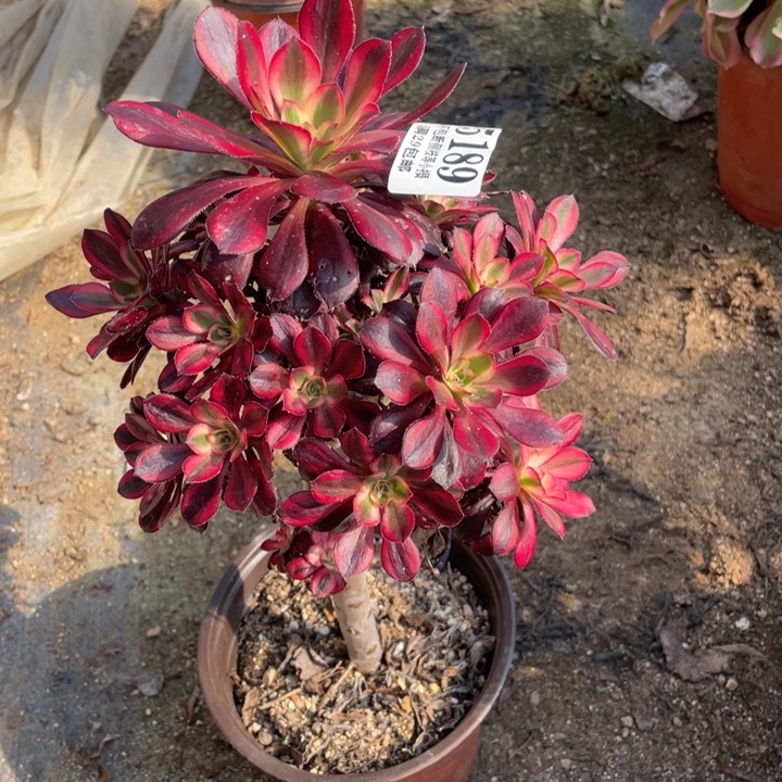 189号丽娜多肉植物