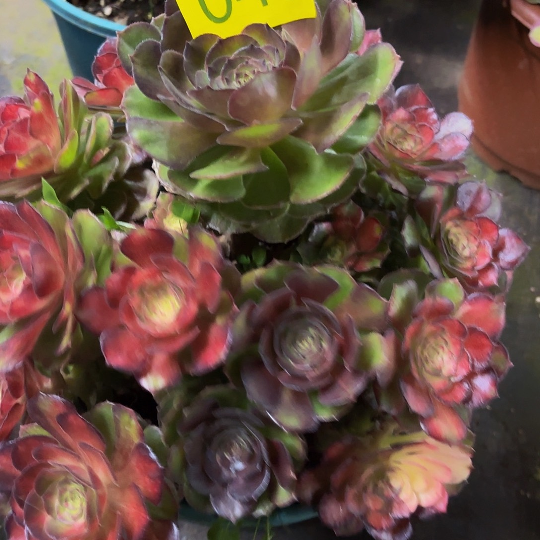 贰***静哈哈多肉葡萄福利046