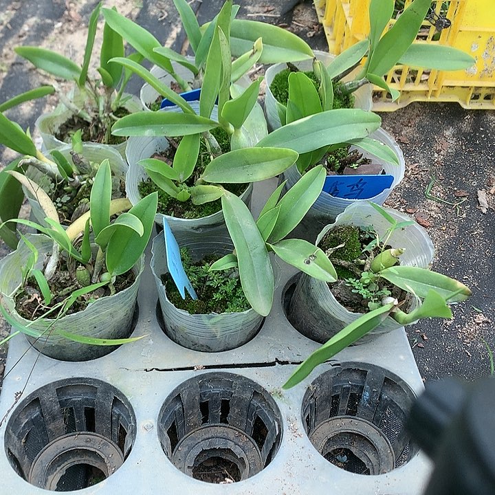 完全开放蓝鸟大小3苗原盆发