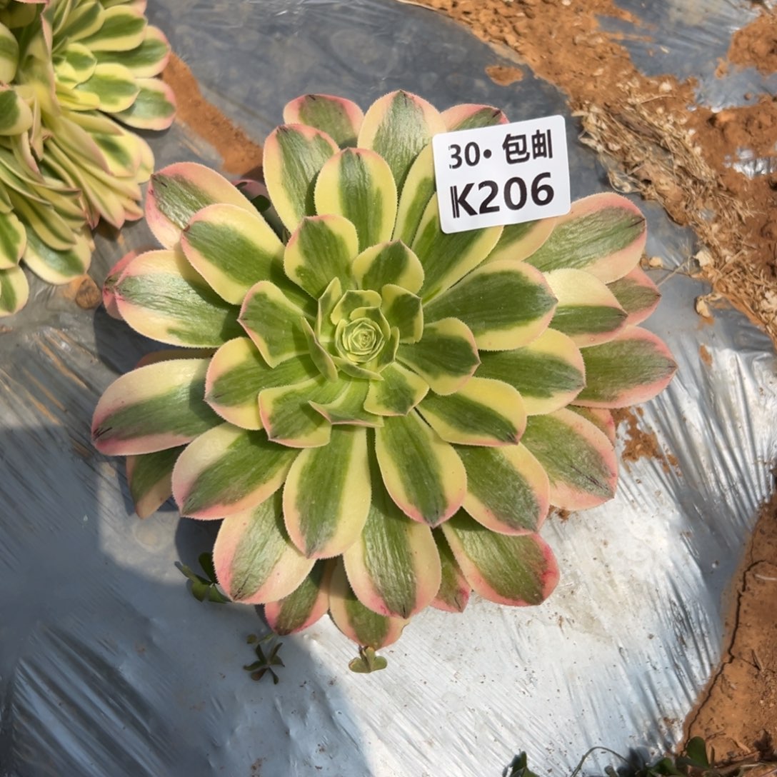 206迈巴赫，满20包邮