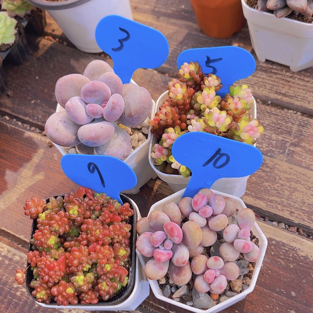 胖美人➕七彩龙珠➕桃蛋➕浆果