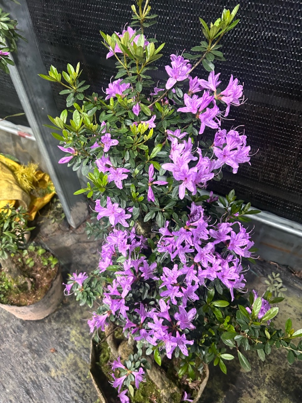 紫精品成型熟桩老桩花卉原生