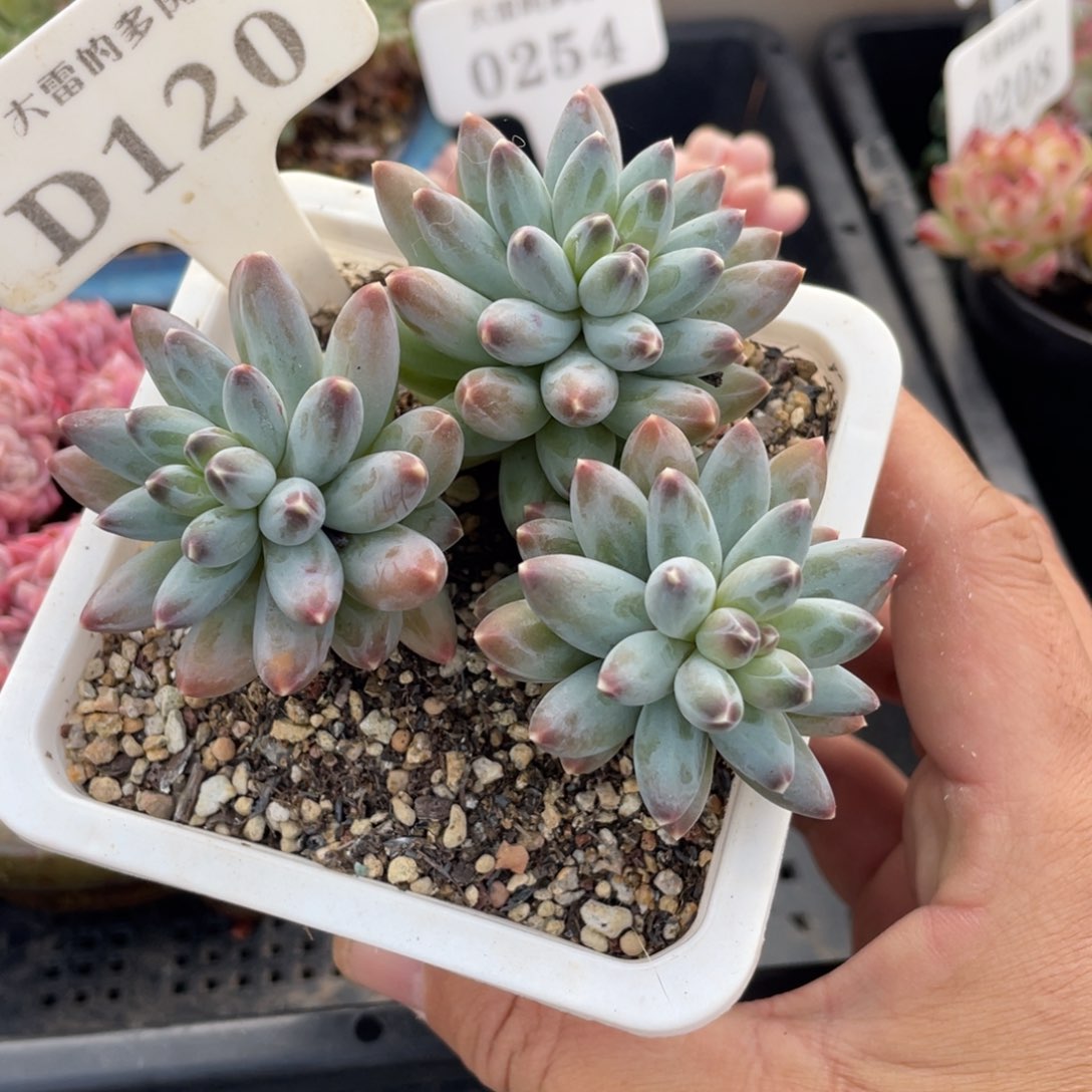 120暗纹不带盆9厘米