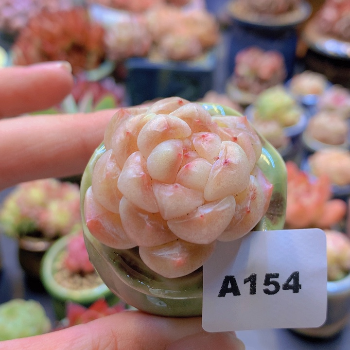 一物一拍含盆土满38包邮A154