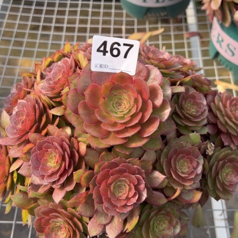 467红魔多肉23厘米左右