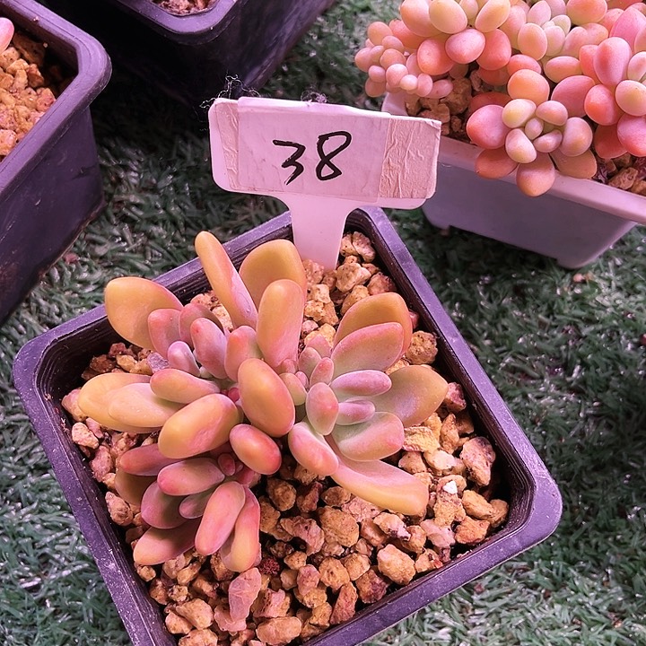 我是第一百个为妖刀应援的w