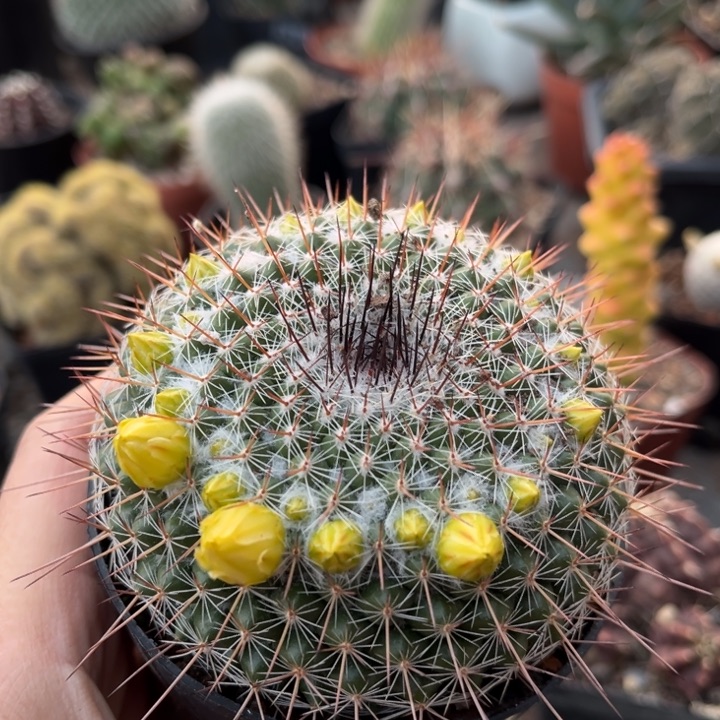 仙人球一物一拍实生