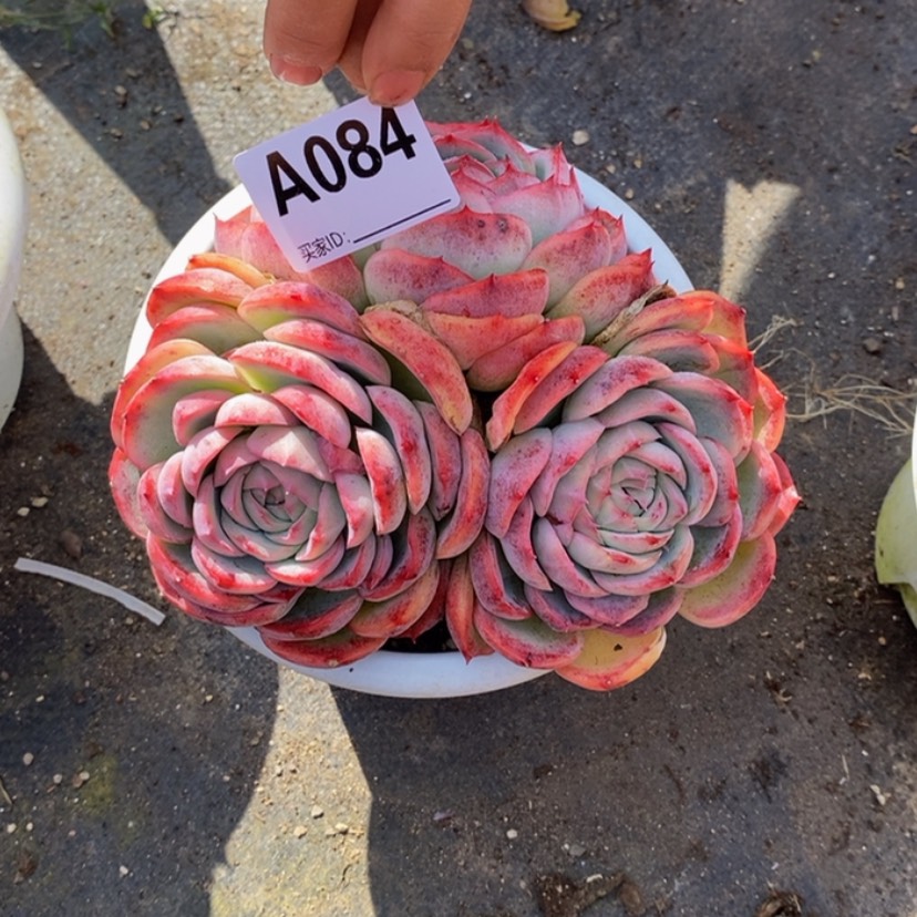 【闪购商品】平****康多肉植物