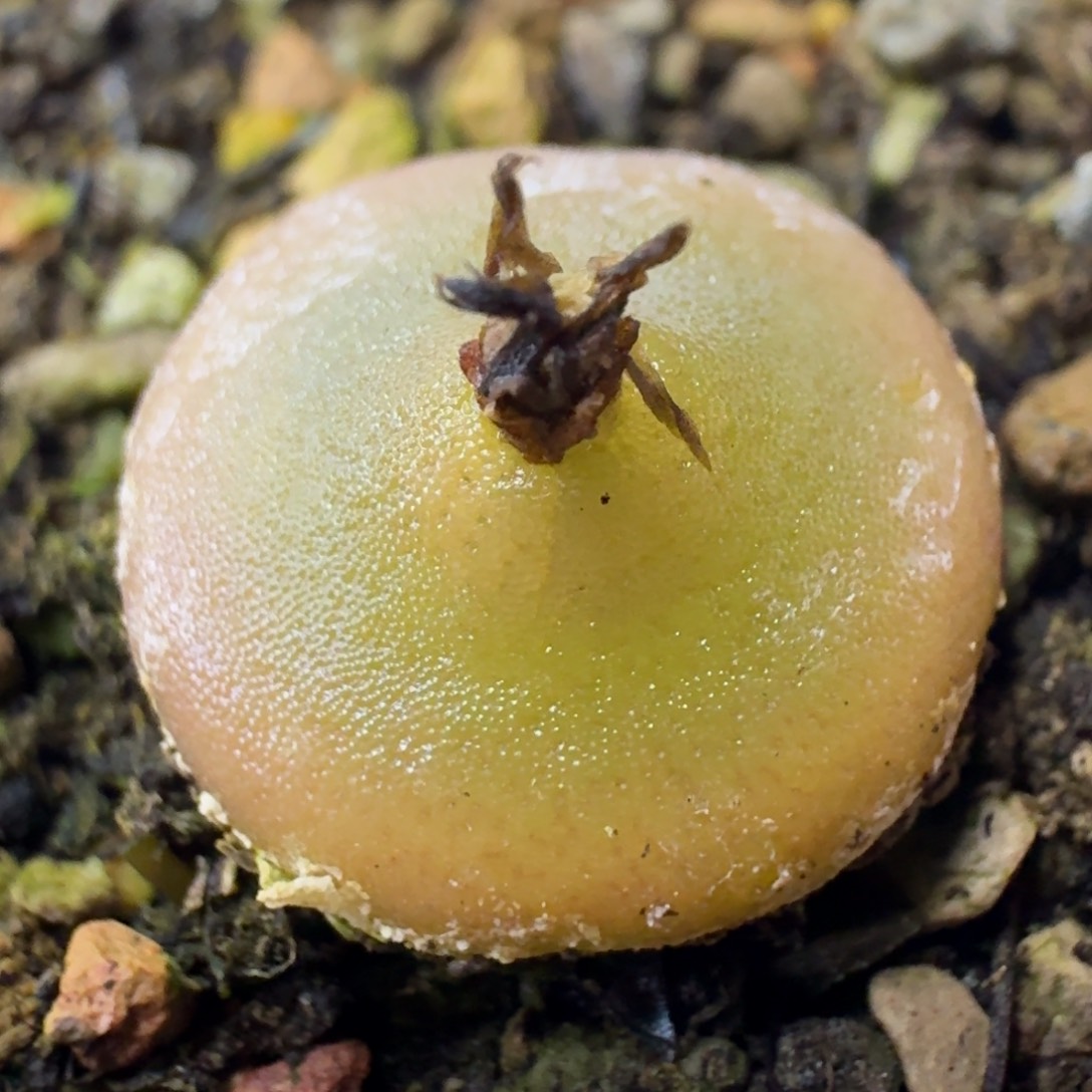 779 哈默灯泡1.5厘米。          