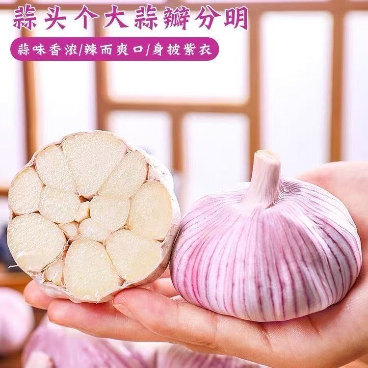 【新鲜紫皮蒜】2025湿蒜现挖新蒜大果可做腊八蒜糖醋蒜助农特惠价