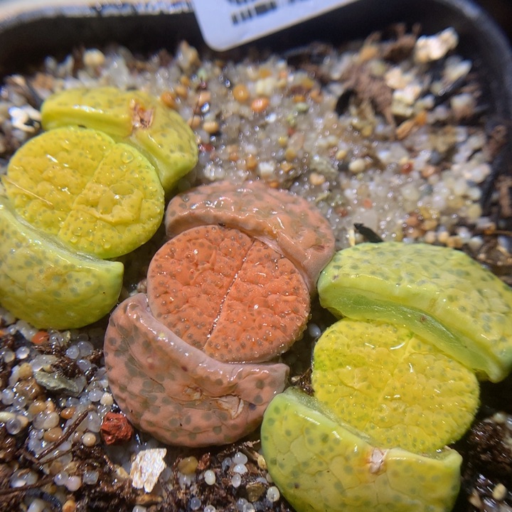 精品人石花37.533