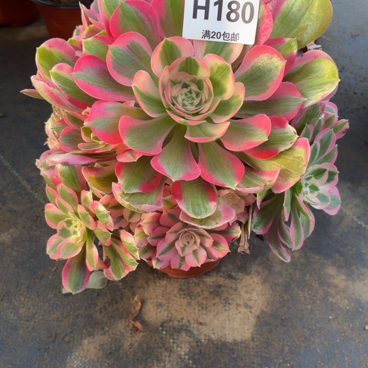 瑞妈。。。。。。180布。。