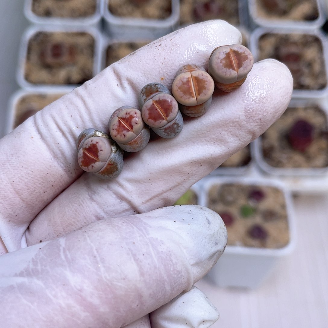 336 烈焰红唇……………………