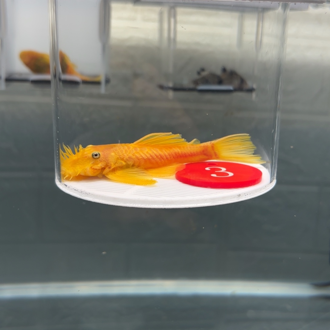 清道夫鱼3号牌8➕胡子公鱼