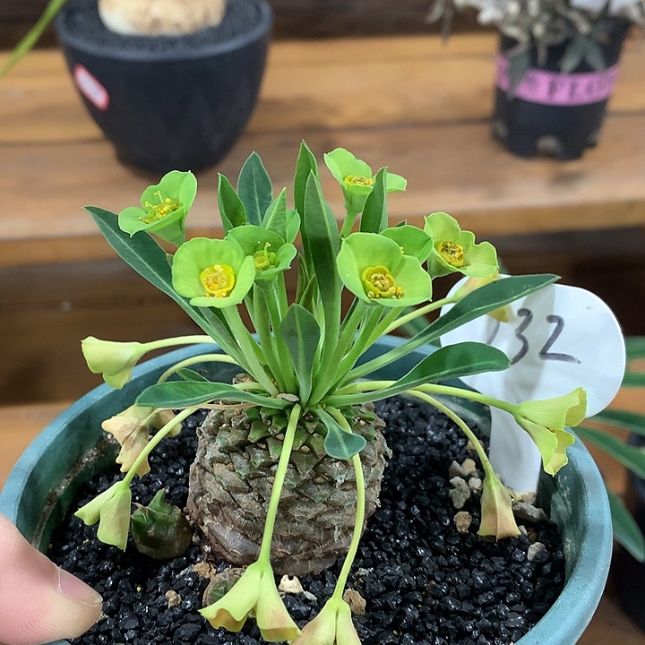 232铁甲丸4公分公666666666