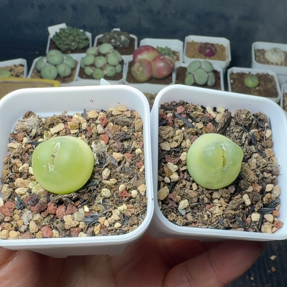 豆***饱4758两颗带盆发福利