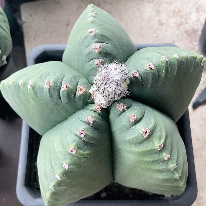 龟甲娈，仙人球一物一拍