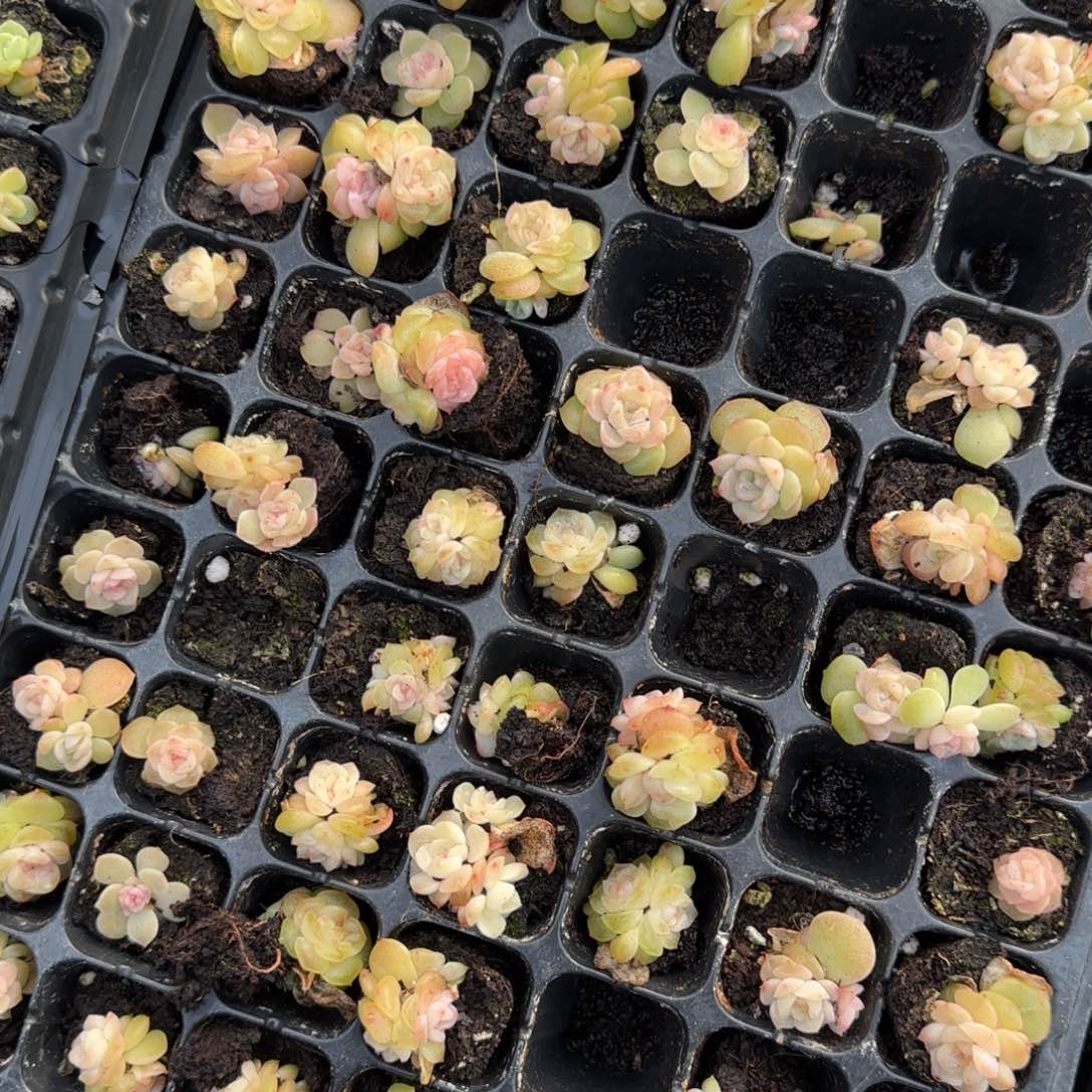 粉谪仙 穴一个满25包邮
