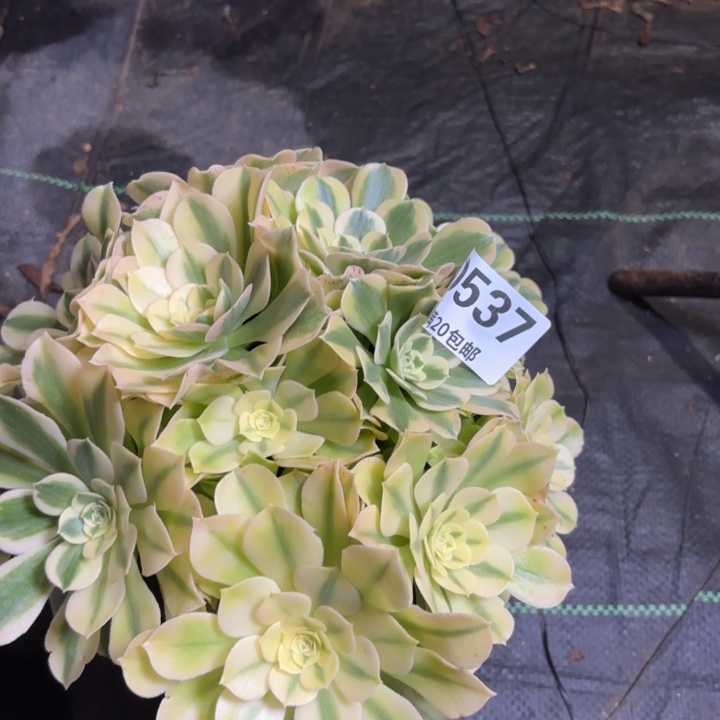 瑞妈一物一拍537