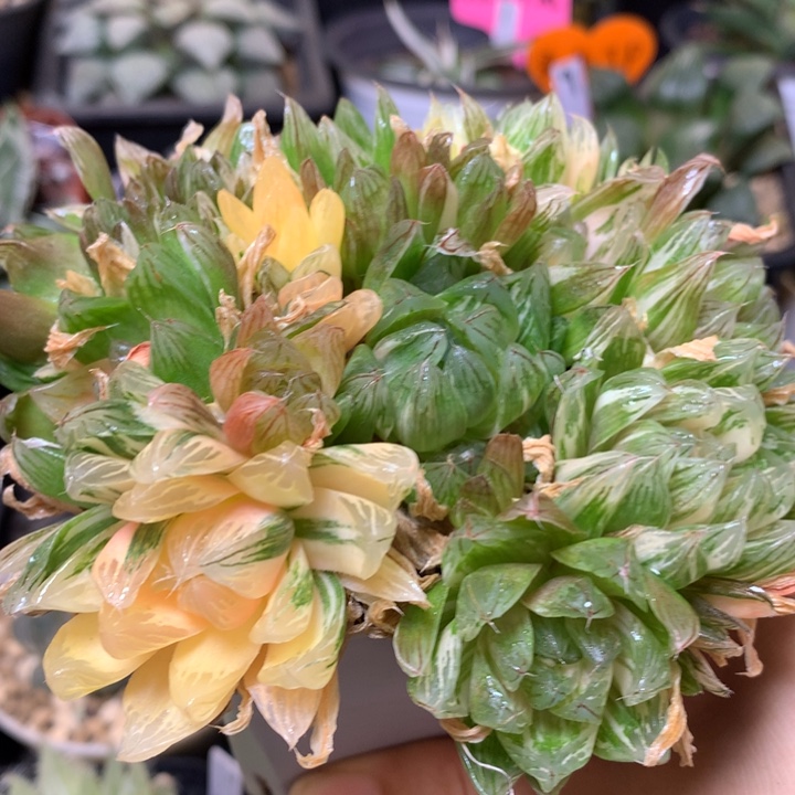花火玉露锦带盆土发货