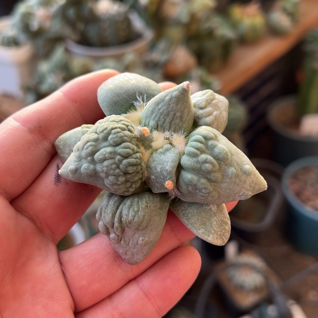 无花朵222实生怒涛7.2cmmmm