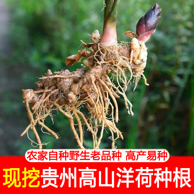 现挖现发正宗贵州高山新鲜洋荷姜种根农家自种野生老品种阳荷姜种