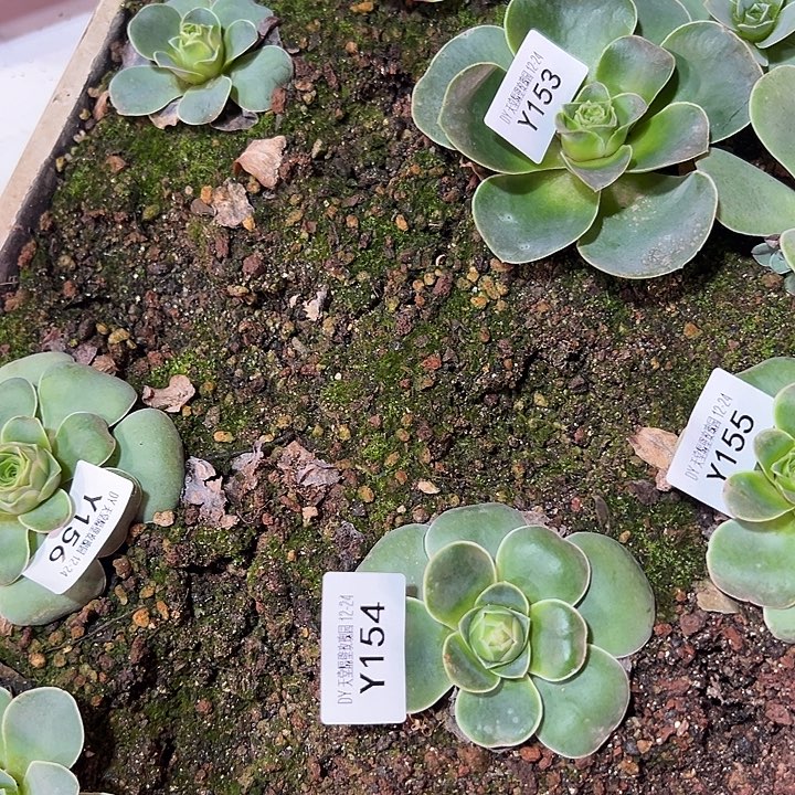 随***缘杨153 154 156 不知名捡漏3颗