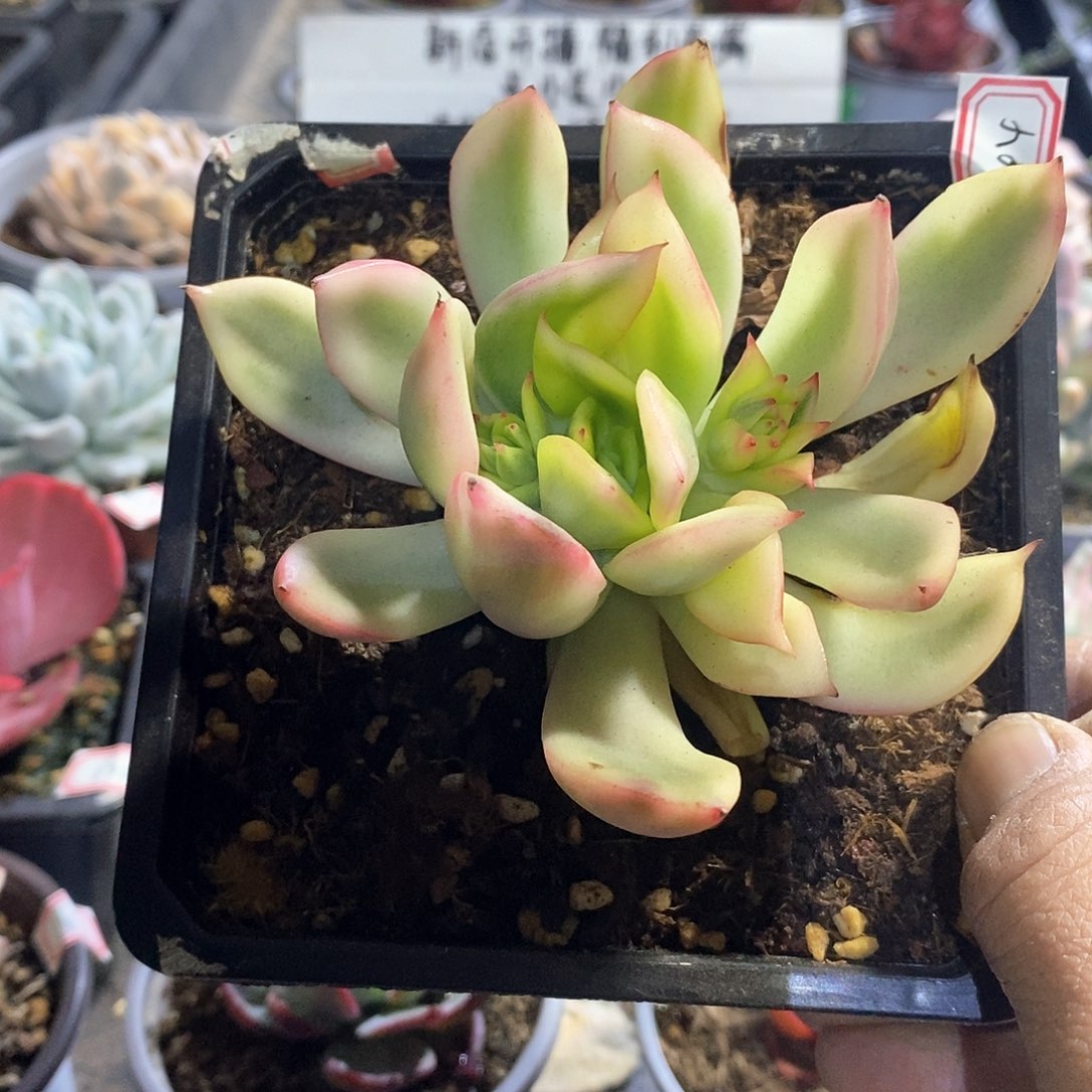 A744精美多肉罗杰安娜覆轮锦