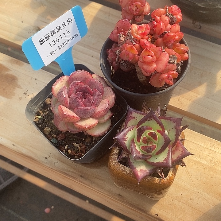 inn过来咯哦哦哦哦佛系侮辱我