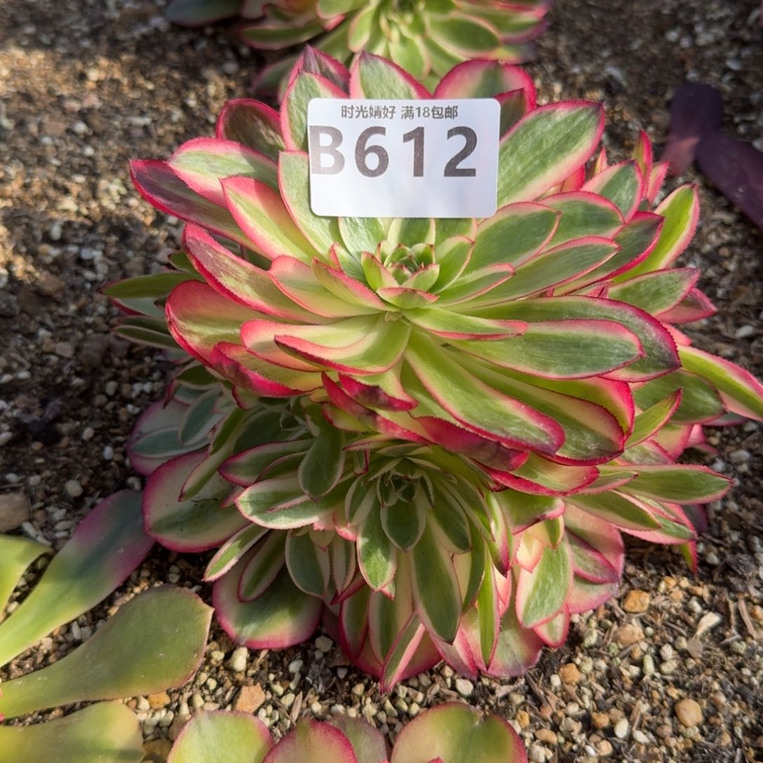 612荔枝多肉植物