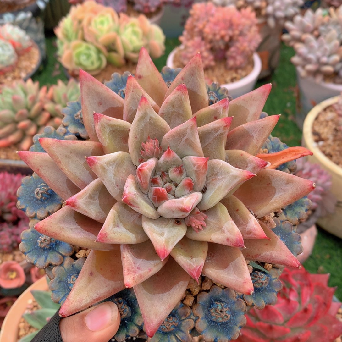 孤品12 公分一物一拍