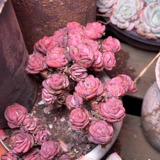 陈*多肉植物的植物