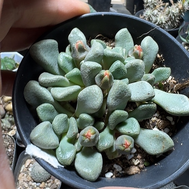 ****鱼719红花唐扇带盆发货
