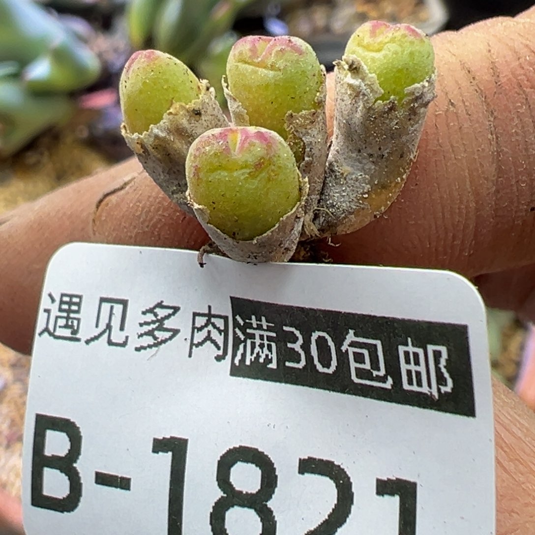 多肉植物1111111111114