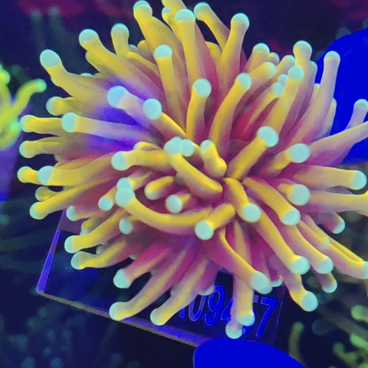 珊海阁二号珊瑚活体竞拍直播间一物一拍(邮费顺丰到付)