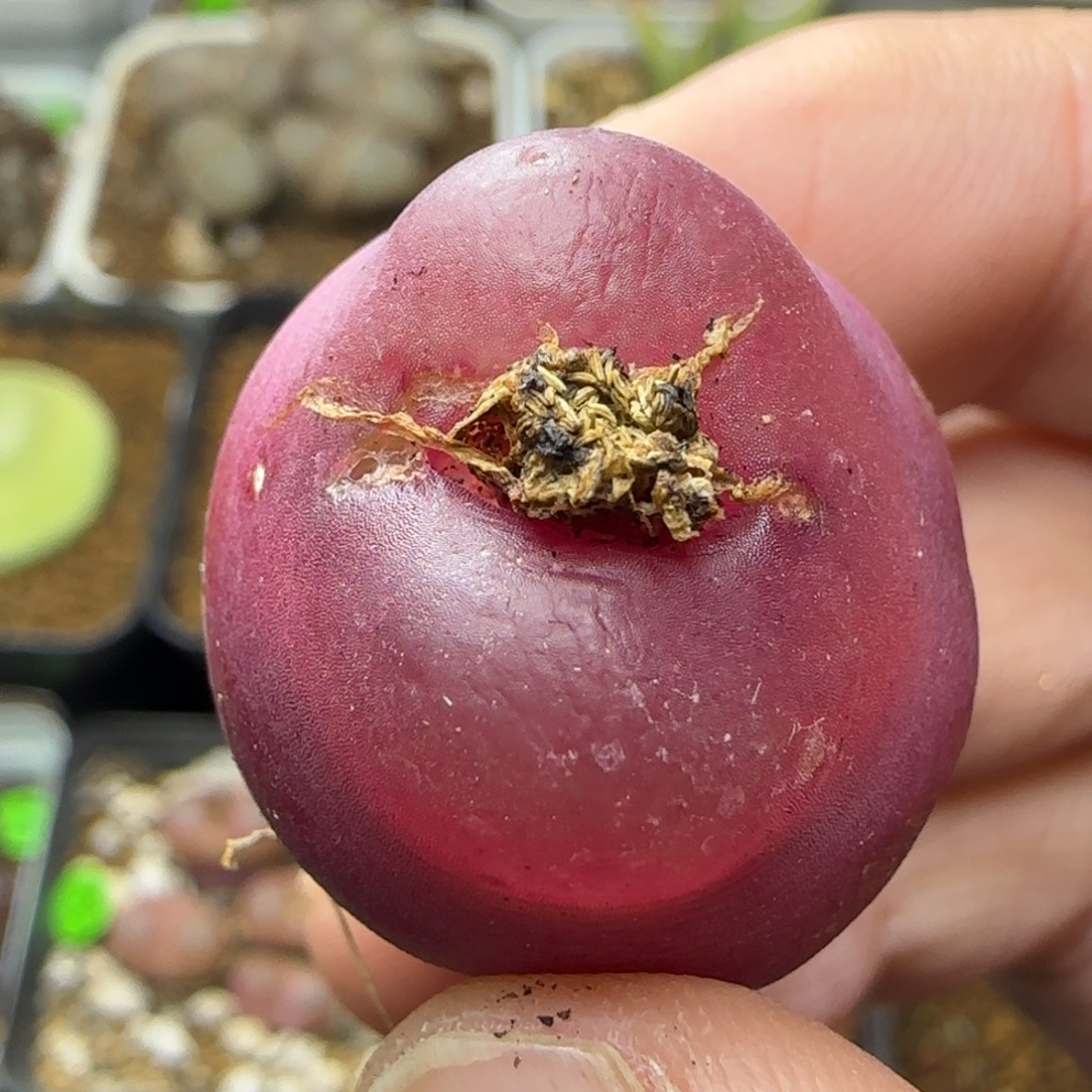 丝绒2.6瑕疵多肉植物37