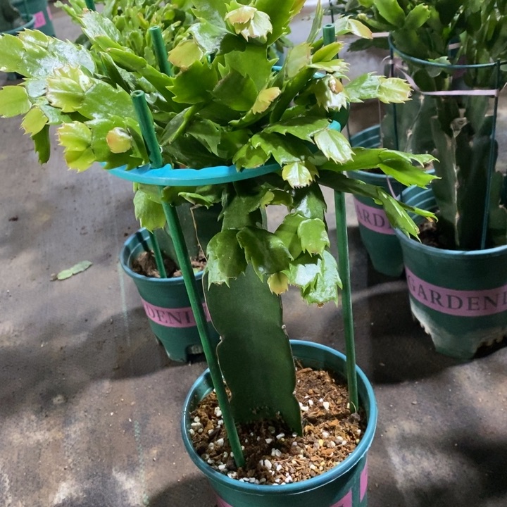 当前无花栽培后可以开花?****?353嫁接061