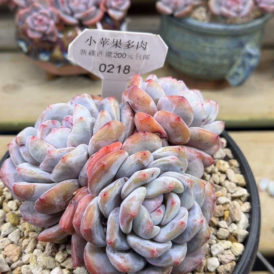 绿底紫心218/12cm3头