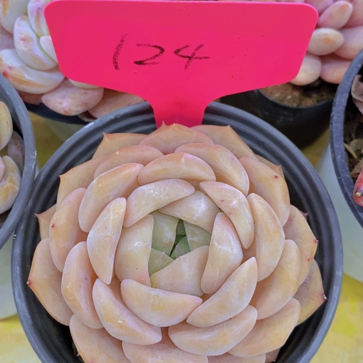 多肉植物，开心多肉