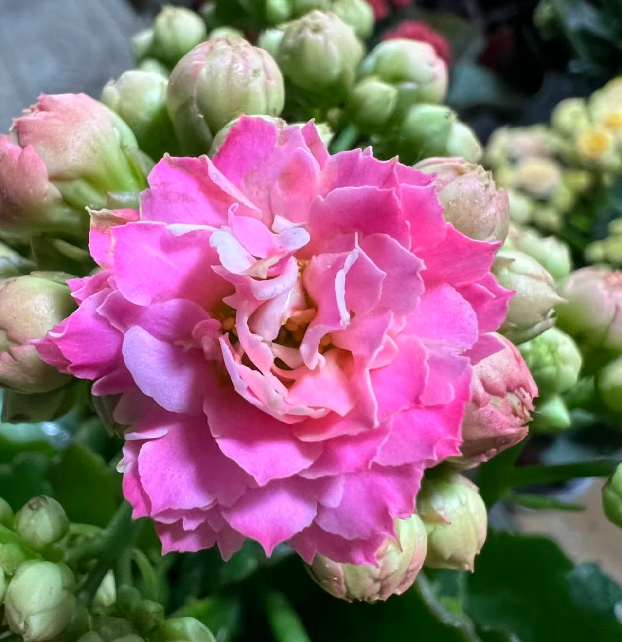 《索菲亚》130盆重瓣长寿花