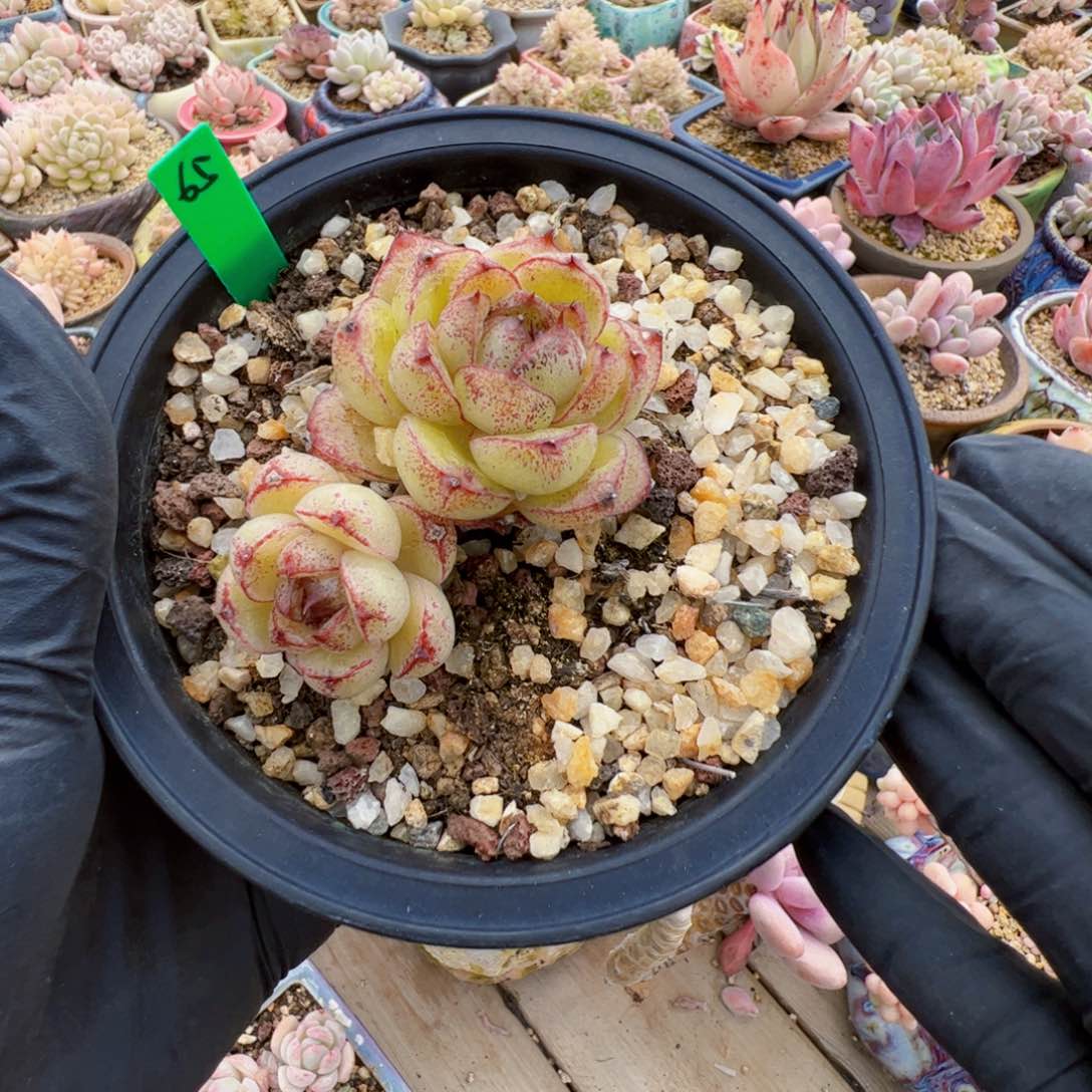 65 星宝精品多肉