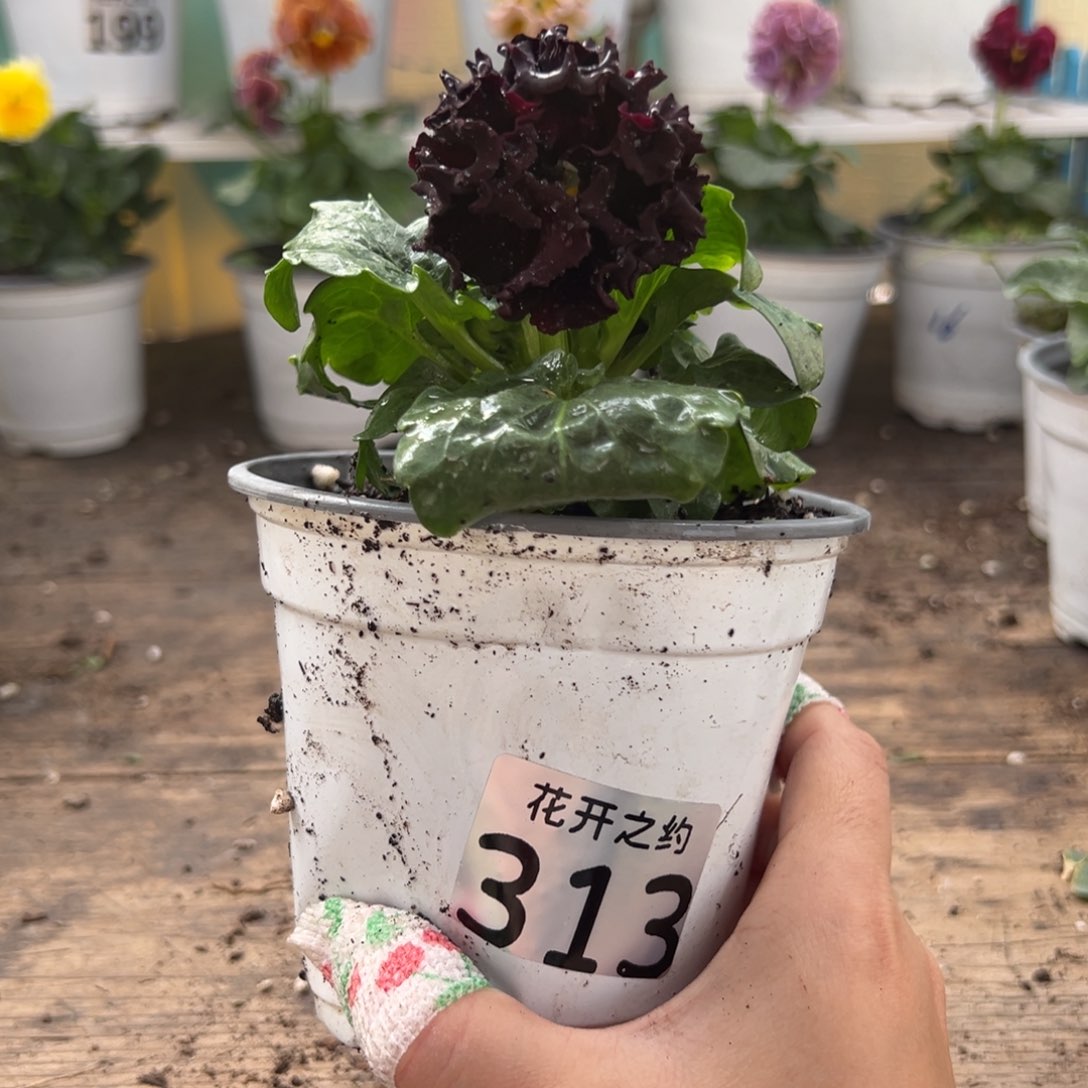 【闪购商品】完全开放313号