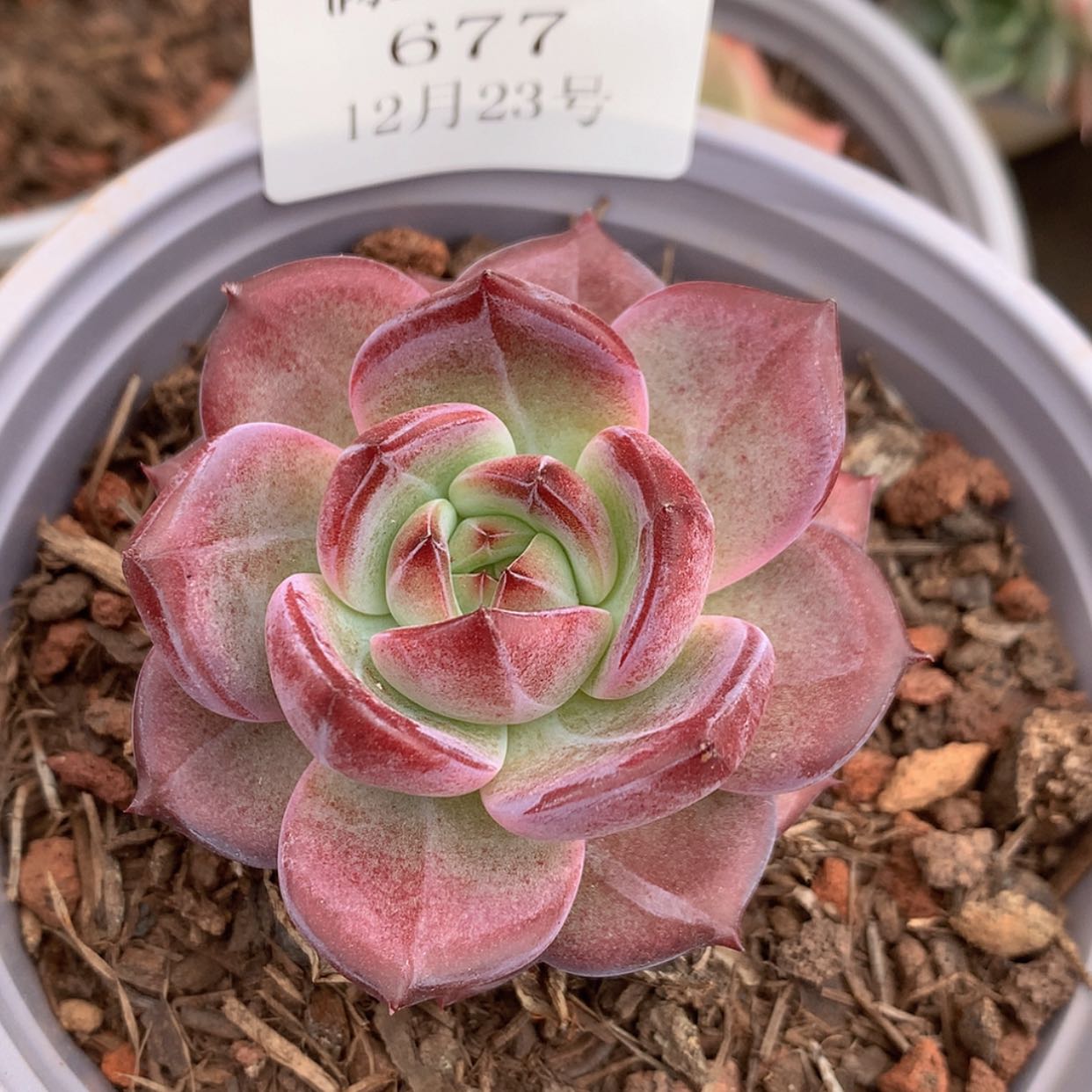 【闪购商品】云677号夜魔侠5厘米