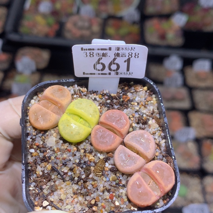 zzz精品生石花661