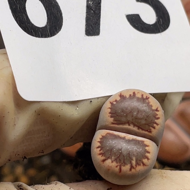 ****朵673岛田丝绒菊一颗