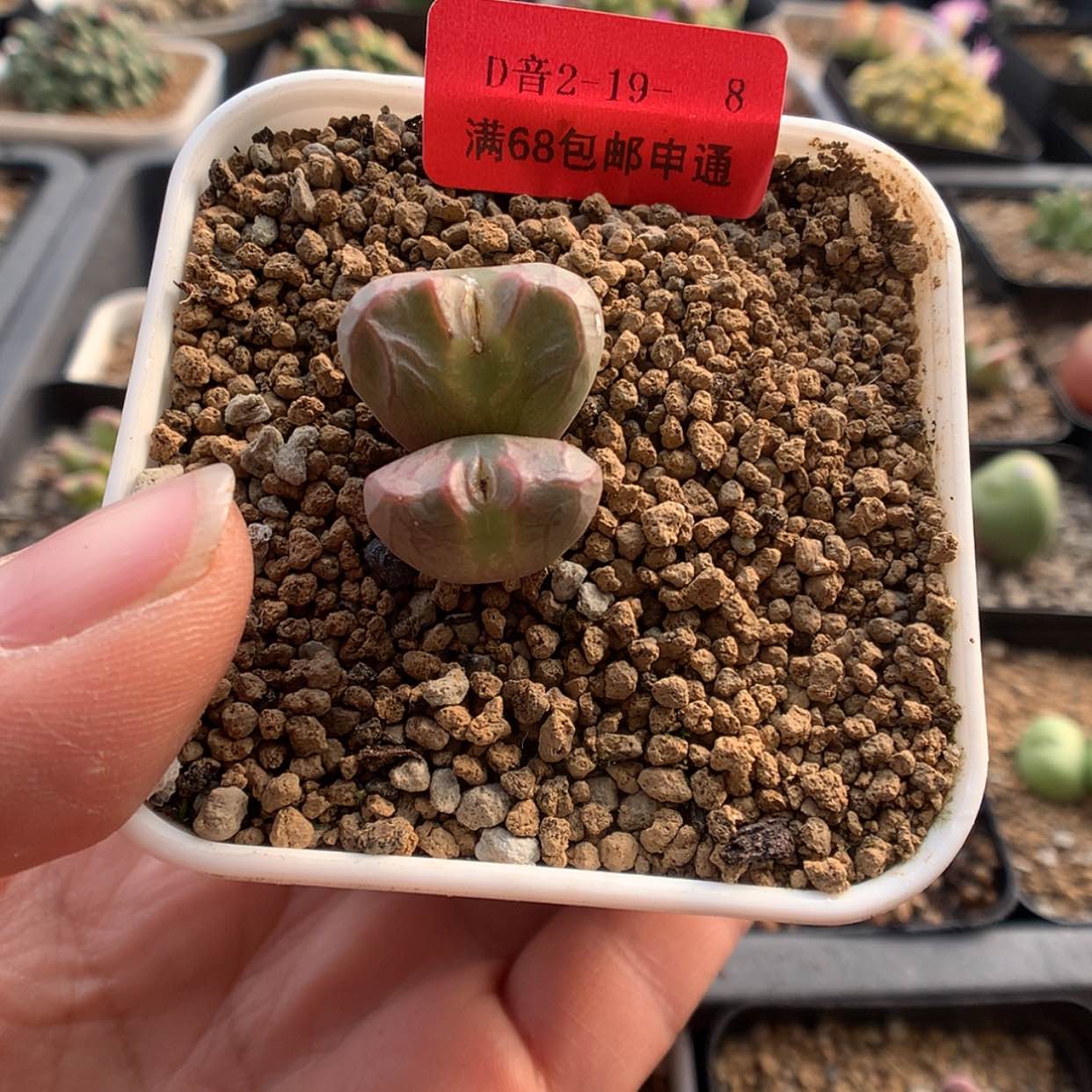 【闪购商品】2-19-8 神之锤多肉一颗特200