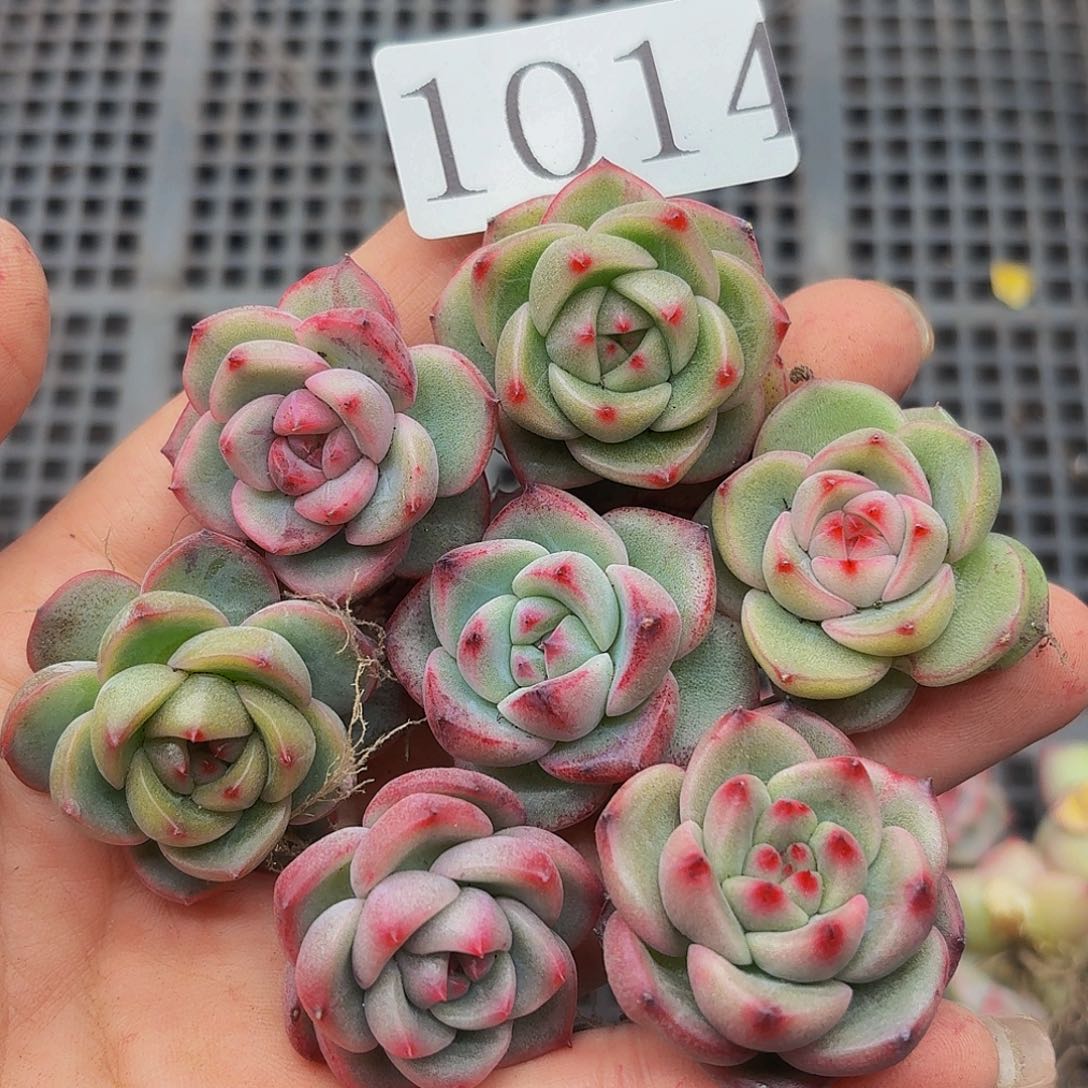 多肉植物多肉植物1014