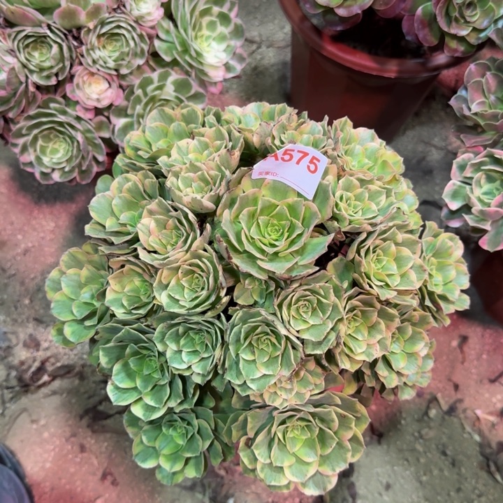 知夏575多肉植物冠服28