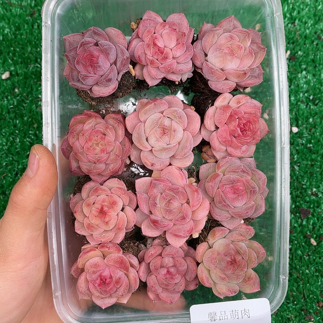 多肉一物一拍23-199